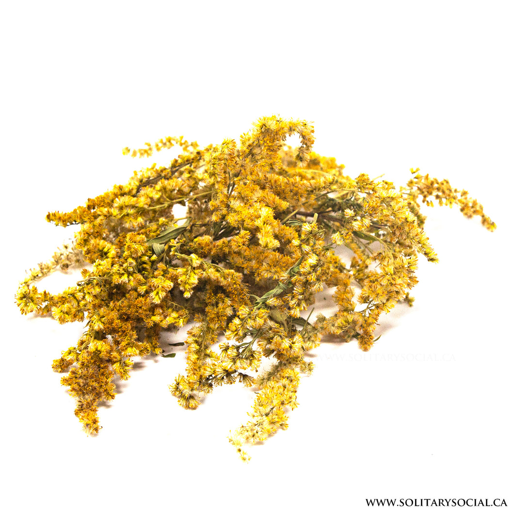 Dried Goldenrod Flowers Natural Locally Grown in Canada 20 grams