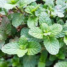 Load image into Gallery viewer, Dried Mint Natural Locally Grown in Canada 20 grams
